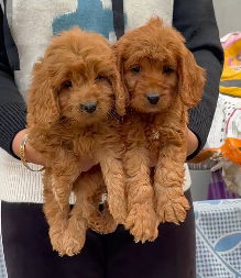 Buy Male Poodle Puppy from Jaipur